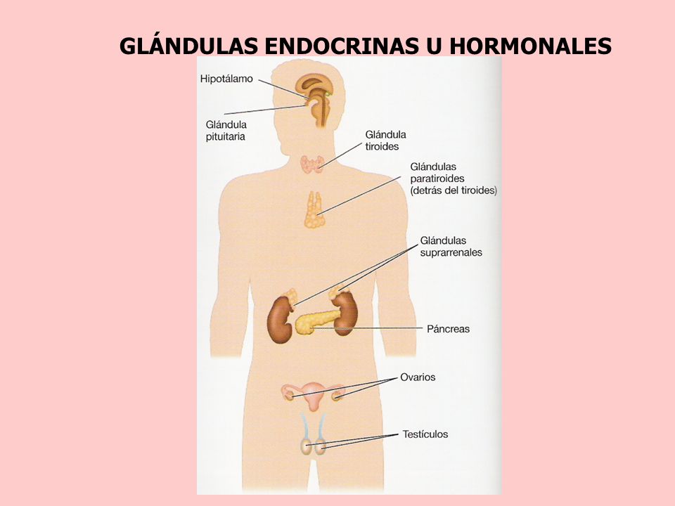 Principales glandulas endocrinas del cuerpo humano Principales glandulas endocrinas del cuerpo humano